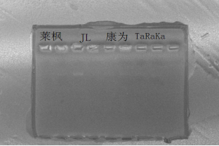 simgen-Taq 酶(Taq DNA Polymerase)-擴增產(chǎn)物的電泳圖
