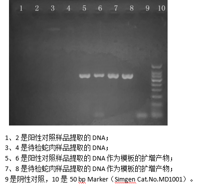 simgen-動(dòng)物組織DNA試劑盒-2×Taq Plus PCR Master Mix-電泳結(jié)果