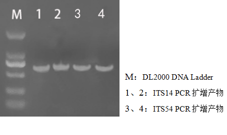 simgen-2×PCR Mix-植物/真菌DNA試劑盒-電泳結(jié)果